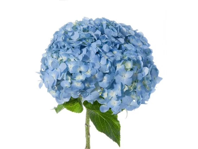 Hydrangea Blue