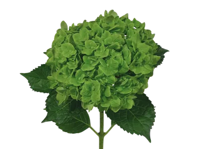 Hydrangea Dark Green