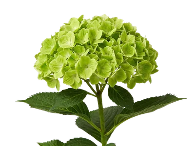 Hydrangea Green