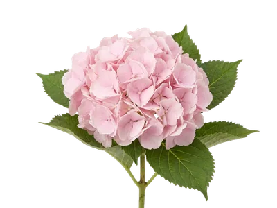 Hydrangea Pink