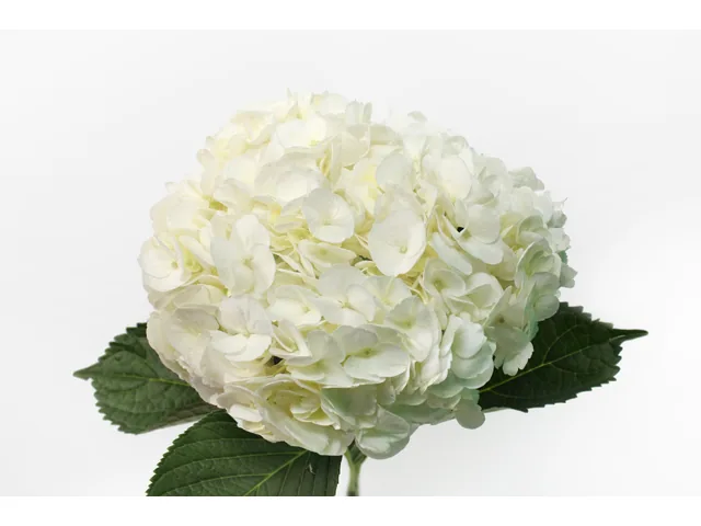 Hydrangea White