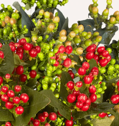 Hypericum