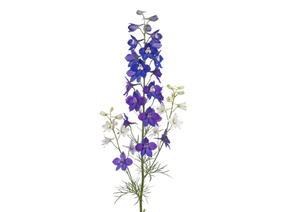 Larkspur