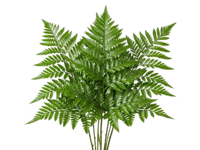Leather Fern