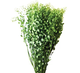 Lepidium