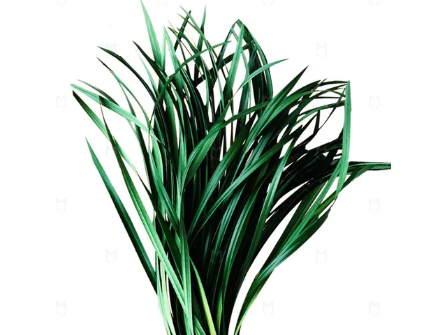 Lily Grass