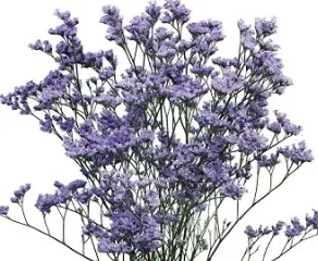 Limonium