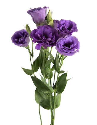 Lisianthus