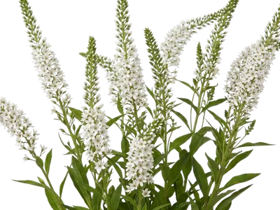Lysimachia