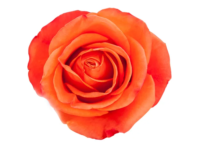 Orange Crush