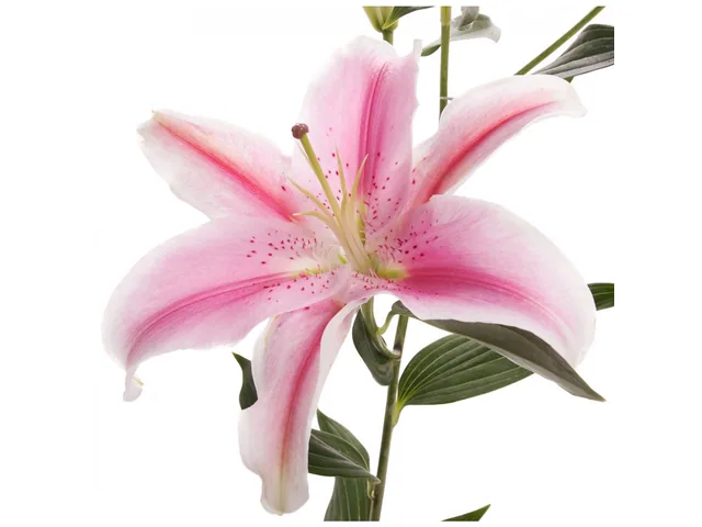 Oriental Lily