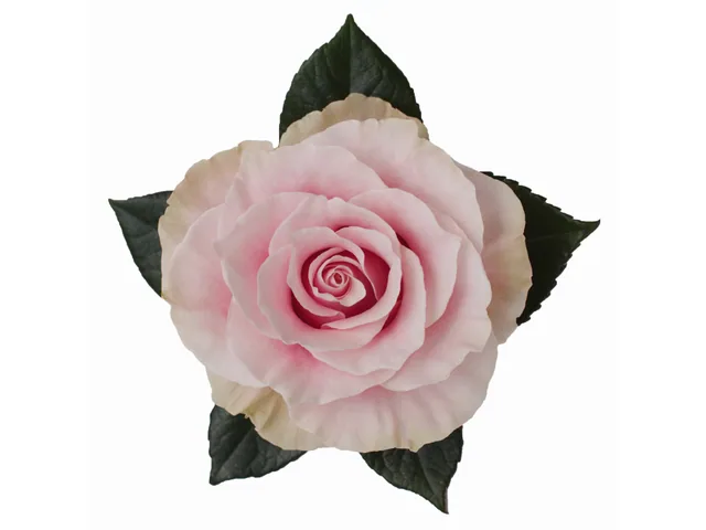 Pink Mondial