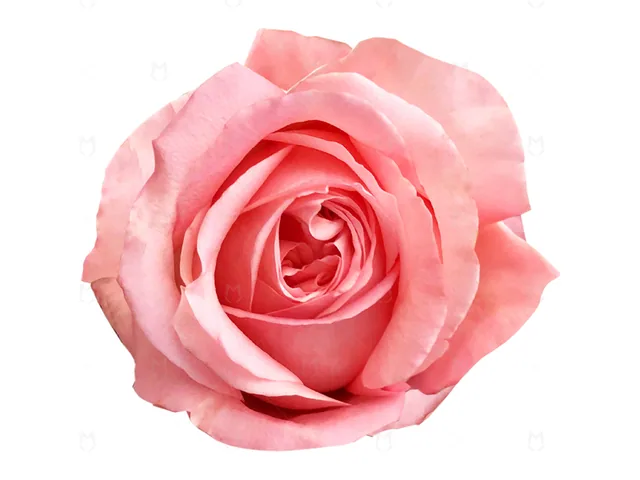 Pink Xpression