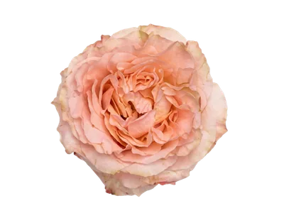 Princess Crown