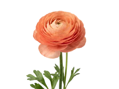 Ranunculus