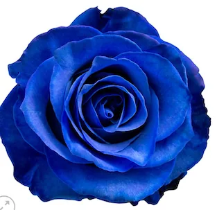 Blue Tinted Rose