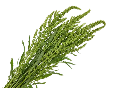 Rumex Green