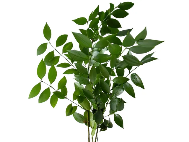 Ruscus