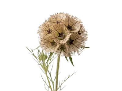 Scabiosa Stellata