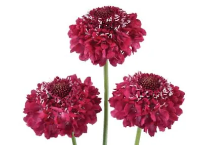 Scabiosa