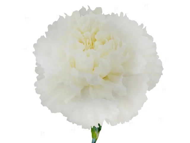 Select Carnation