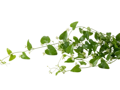 Smilax