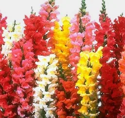 Snapdragon