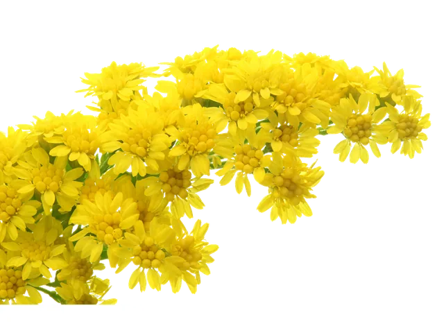 Solidago