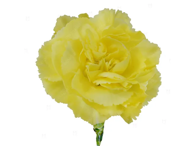 Spray Carnation