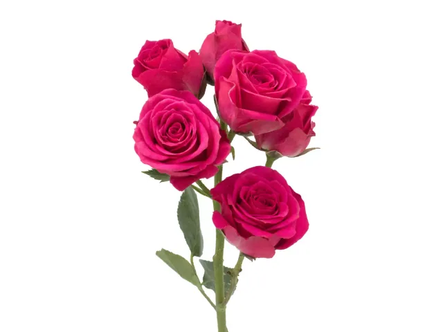 Spray Rose Hot Pink