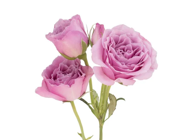 Spray Rose Lavender