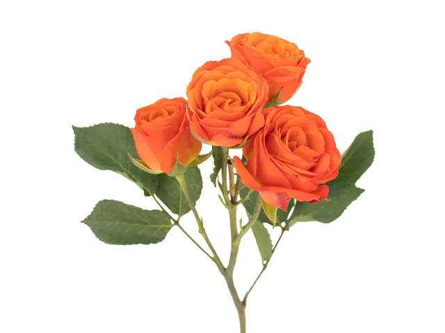 Spray Rose Orange