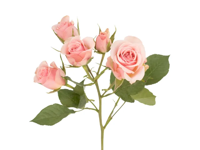 Spray Rose Peach