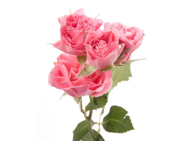Spray Rose Pink