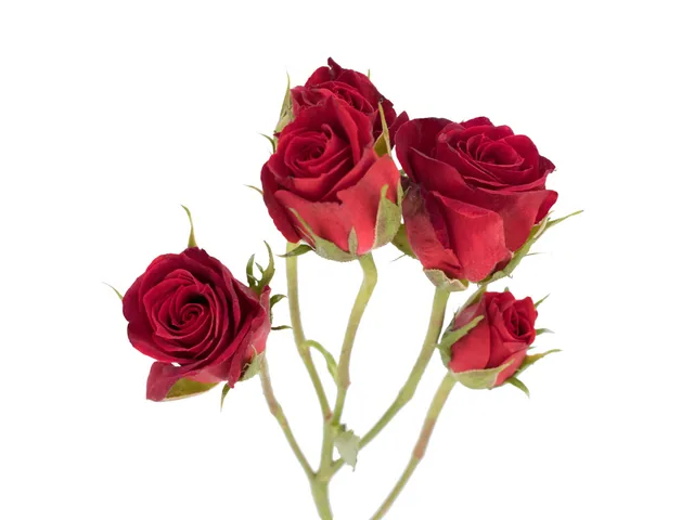 Spray Rose Red