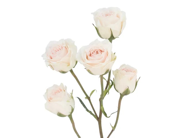 Spray Rose White