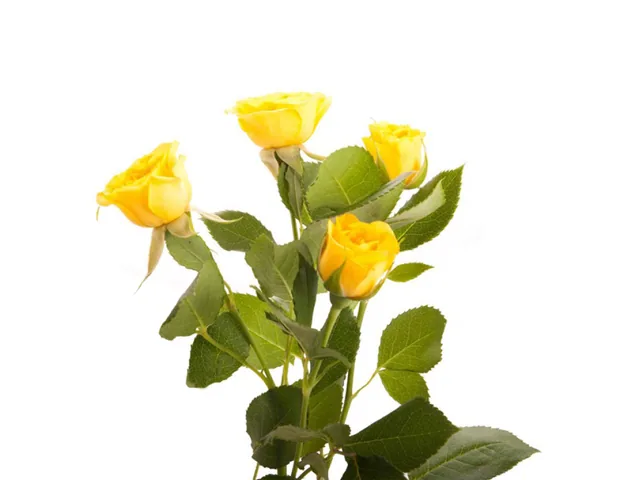 Spray Rose Yellow
