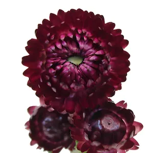 Strawflower