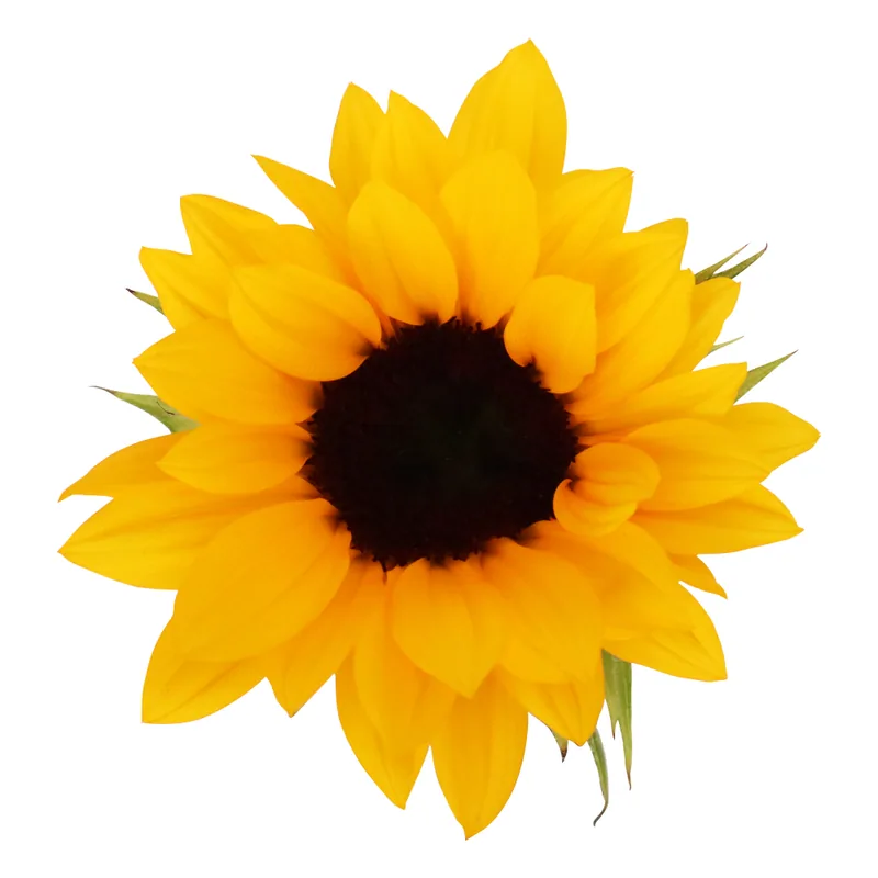 Sunflower stems, partner-grown specialty blooms