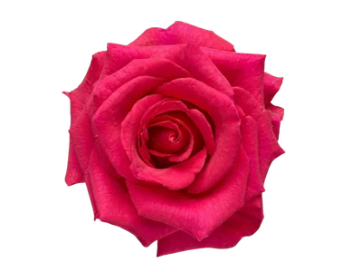 Vi Pink