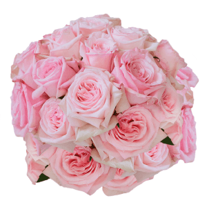 Wholesale Flowers - Flowers near me - Order Flowers Online | Magnaflor