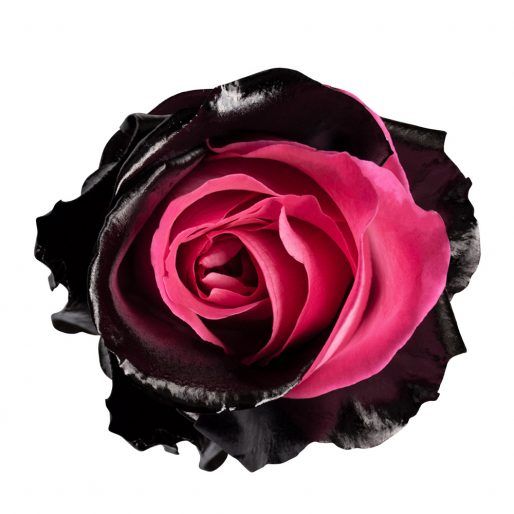 Queen of The Night - Tinted Black Roses with Pink Glitter