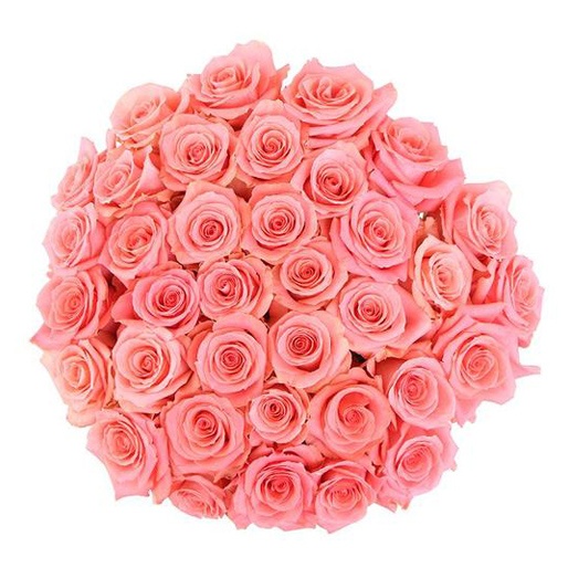 Amsterdam Roses - Pink Roses - Magnaflor