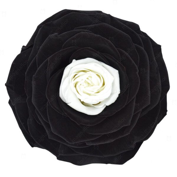 Pure Passion - Black and White Preserved Roses