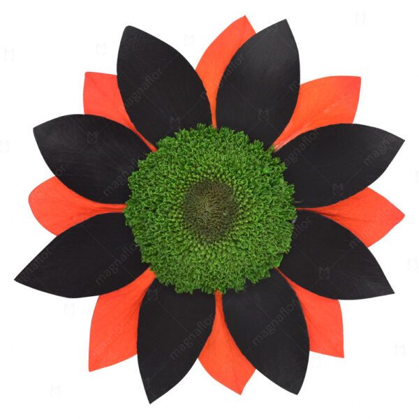 Black and Orange Preserved Sunflowers