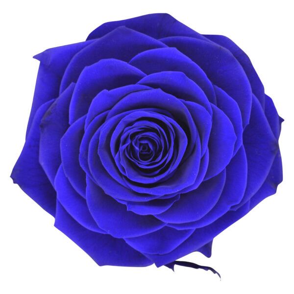 Blue Perfection - Blue Preserved Roses