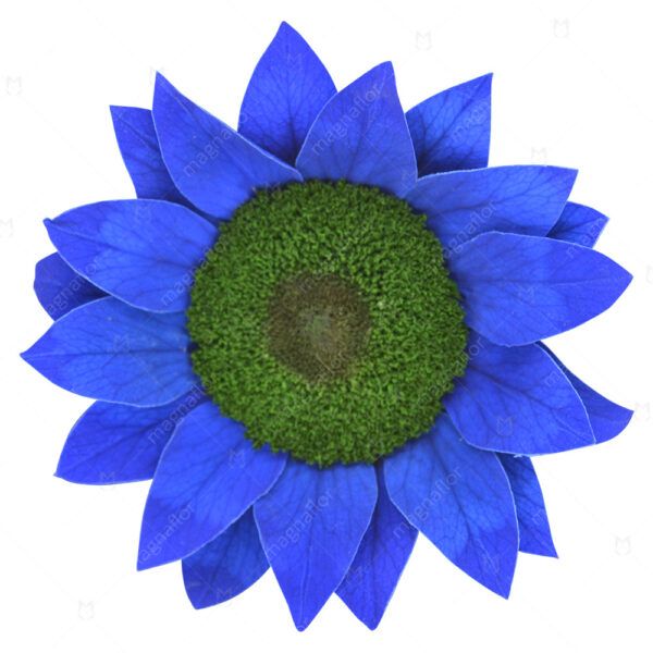 Blue Sunflower - Blue Preserved Sunflowers