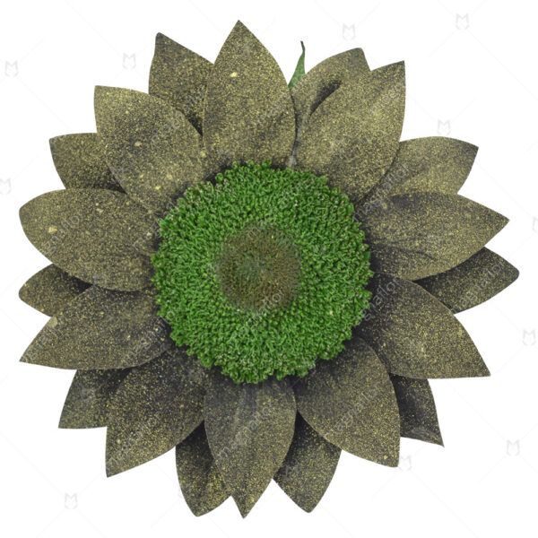 Green Sunflowers - Green Preserved Sunflowers