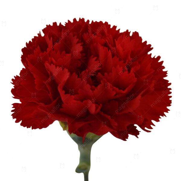 Red Carnation