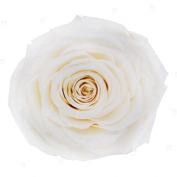 Cream Perfection - White Preserved Roses